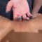 Sophie St.Claire, Bryce Adams – Pregnant Girl on Girl