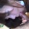 7152 Pregnant fetish, pregnant girl, lactation 19